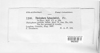 Thelephora schweinitzii image